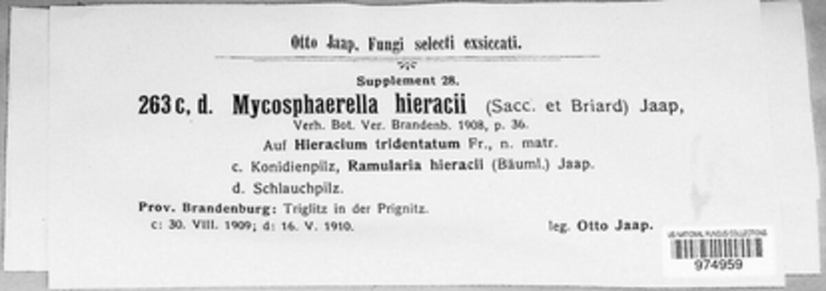 Mycosphaerella hieracii image